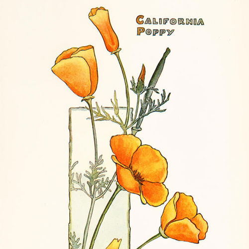 Elisabeth M. Hallowell, California Poppy, ca. 1905