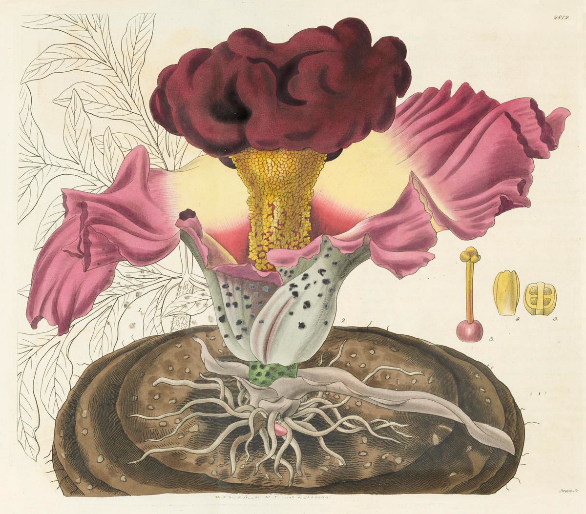 Arum campanulatum, 1828 by William Jackson Hooker - Paper Print - The ...