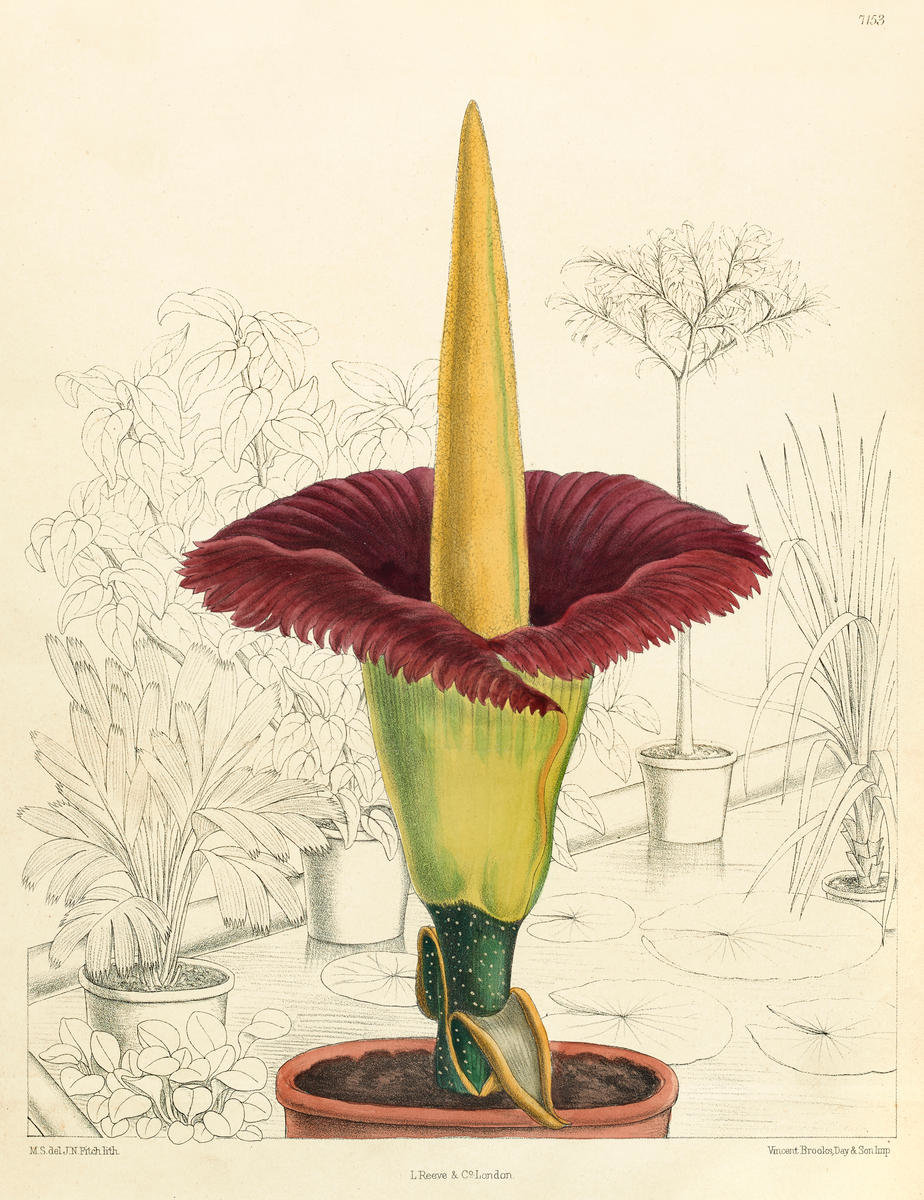 Amorphophallus titanum, 1891 by Matilda Smith - Paper Print - The ...
