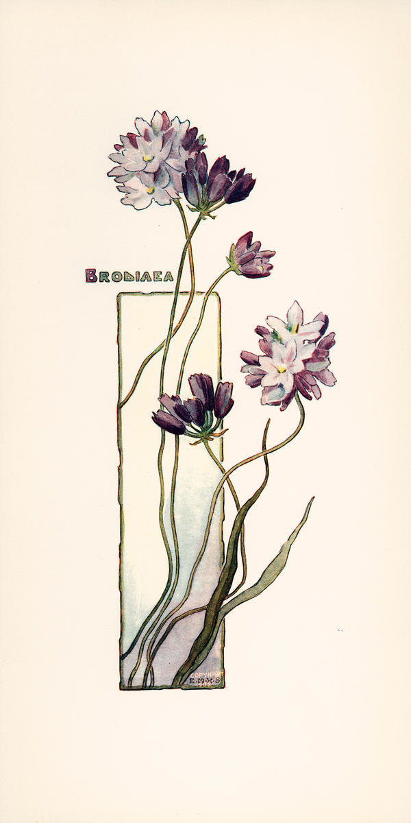 Brodiaea, ca. 1905 by Elisabeth M. Hallowell - Paper Print - The