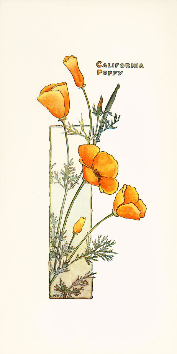 California Poppy, ca. 1905 by Elisabeth M. Hallowell - Paper Print