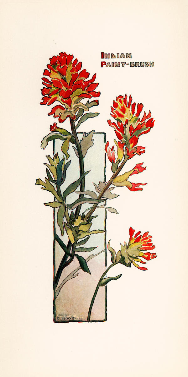 Indian Paint Brush, ca. 1905 by Elisabeth M. Hallowell - Paper