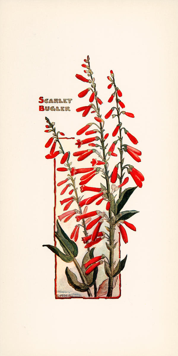 Scarlet Bugler, ca. 1905 by Elisabeth M. Hallowell - Paper Print