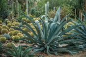 Martha Benedict - Desert Garden with Agaves, Huntington Botanical Gardens