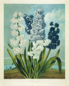 Robert John Thornton - Hyacinths, 1799