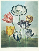 Robert John Thornton - Tulips, 1799