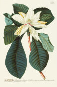 Georg Dionysius Ehret - Magnolia, tab. LXII, pub. 1750-1773
