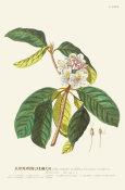 Georg Dionysius Ehret - Rhododendrum, tab. LXVI, pub. 1750-1773