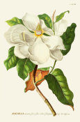 Georg Dionysius Ehret - Magnolia, tab. XXXIII, pub. 1750-1773