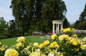 Lisa Blackburn - Rose Garden with ˋSparkle and Shineˊ Roses, Huntington Botanical Gardens