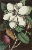 Mark Catesby - The Laurel Tree of Carolina [Magnolia Grandiflora], 1731 - 1743