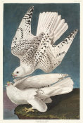 John James Audubon - Iceland or Jer Falcon, 1835 - 1838