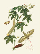 Maria Sibylla Merian - Sphinx Moth, Larva, Pupa, and Flower, 1705