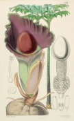 Walter Hood Fitch - Amorphophallus dubias, 1875