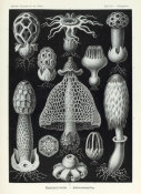 Ernst Haeckel - Dictyophora, 1904