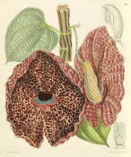 Matilda Smith - Aristolochia clypeata, 1897
