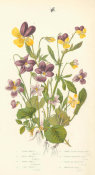 Anne Pratt - Violets, 1873