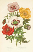 Anne Pratt - Opium Poppy, Common Red Poppy, Yellow Welsh Poppy, and Violet Horned Poppy, 1873