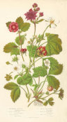 Anne Pratt - Brambles, Raspberries, and Wood Strawberry, 1873