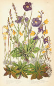 Anne Pratt - Common Vervain, Butterworts, and Bladder-worts, 1873