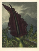 William Ward - The Dragon Arum, 1798-1807
