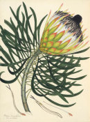Henry Charles Andrews - Protea longifolia; var. cono turbinato, 1799-1814