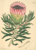 Henry Charles Andrews - Protea pulchella; var. speciosa, 1799-1814