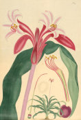 Henry Charles Andrews - Crinum latifolium, 1799-1814