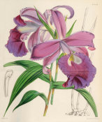 Walter Hood Fitch - Sobralia macrantha, 1849