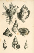 Elizabeth Mayo - Shells: Murex, Trochus, and Turbo, 1838
