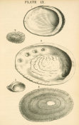 Josiah Keep - Abalone, Limpet, and Slipper shells of California, 1881