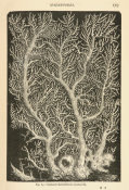 Louis Figuier - Stylaster flabelliformis - coral, 1869