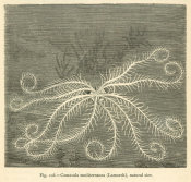 Louis Figuier - Comatula mediterranea - feather star, 1869