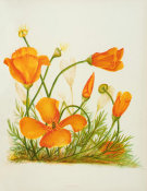 Emma Homan Thayer - Yellow Poppy, c. 1887