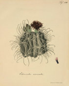Ludwig Karl Georg Pfeiffer - Echinocactus uncinatus, 1843-50