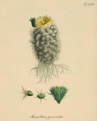 Ludwig Karl Georg Pfeiffer - Mamillaria pycnacantha, 1843-50