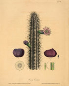 Ludwig Karl Georg Pfeiffer - Cereus curtisii, 1843-50