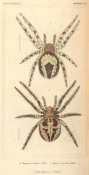 Pierre André Latreille - Arachnides, Plate 1, 1816