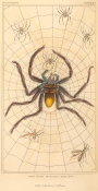 Pierre André Latreille - Arachnides, Plate 8, 1816