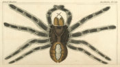 Pierre André Latreille - Arachnides, Plate 14, 1816