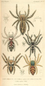 Pierre André Latreille - Arachnides, Plate 21, 1816