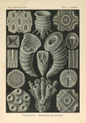Ernst Haeckel - Cyathophyllum, 1904