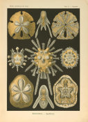 Ernst Haeckel - Clypcaster, 1904