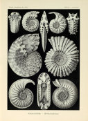 Ernst Haeckel - Ammonites, 1904