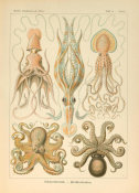 Ernst Haeckel - Octopus, 1904