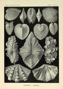 Ernst Haeckel - Cytherea, 1904