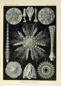 Ernst Haeckel - Cidaris, 1904