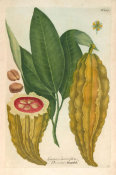 Johann Wilhelm Weinmann (author) - Cacaos, Cacavifera, Chocolat Mandel (Phytanthoza Iconographia, plate 277), 1737-1745