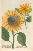 Johann Wilhelm Weinmann (author) - Chrysanthemum Indicum (Phytanthoza Iconographia, plate 373), 1737-1745