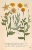 Johann Wilhelm Weinmann (author) - Chrysanthemum (Phytanthoza Iconographia, plate 377), 1737-1745
